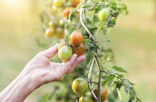 Home Gardening